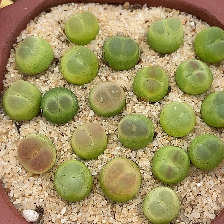 4513紫皮拉登样本一颗