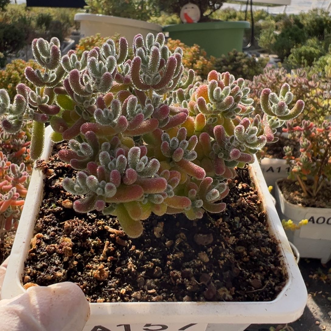 趁***老A157冰晶枝干一物一拍