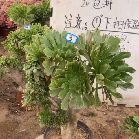 原始绿缀一物一拍
