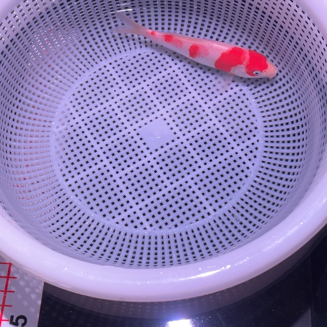 锦鲤锦鲤观赏鱼8888