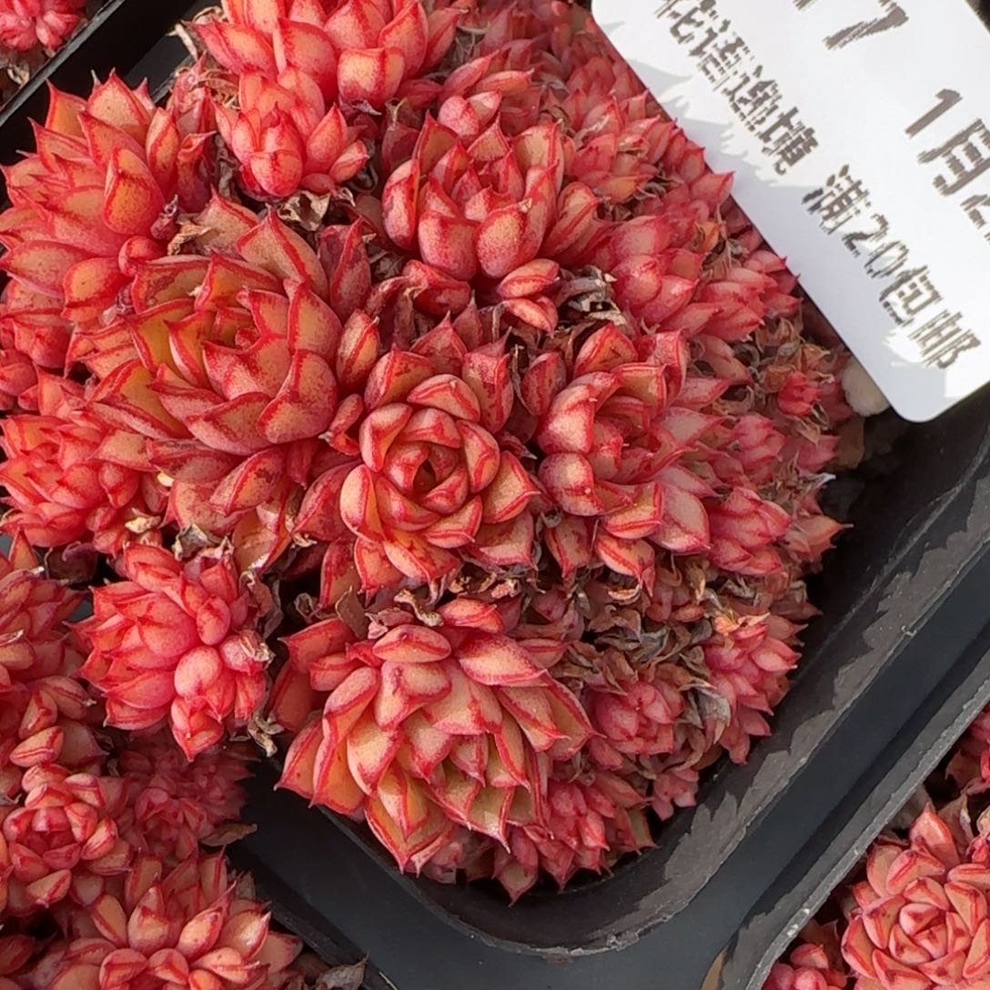 花语逸境0122-117甜茶