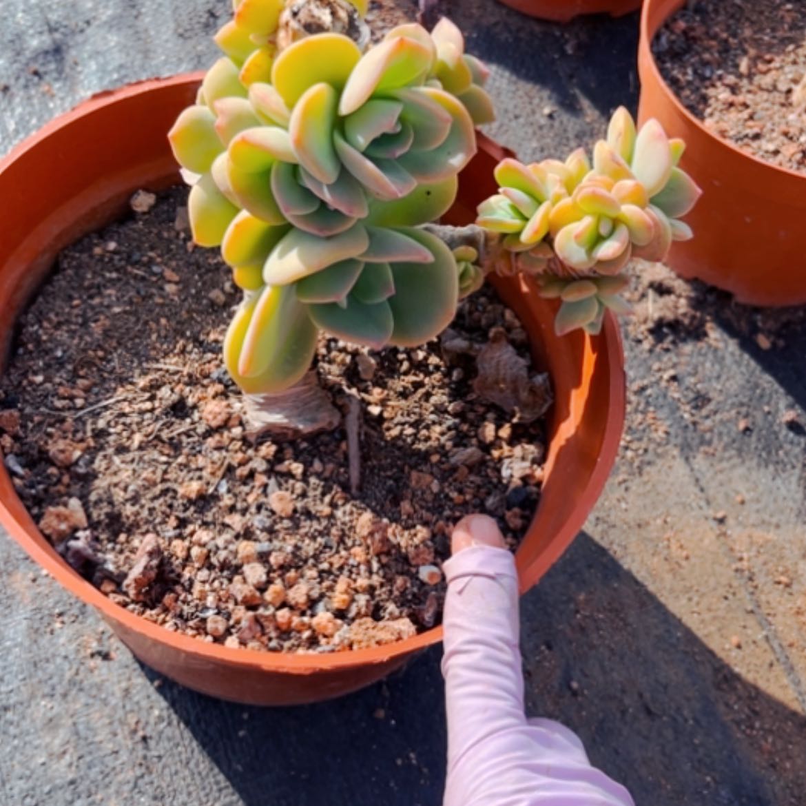 【闪购商品】瑶*?白凤多肉植物