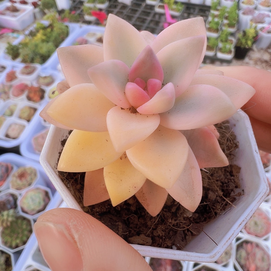 淡雪锦19包邮多肉植物