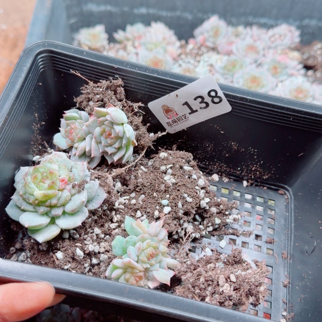 泡***x多肉植物多肉植物