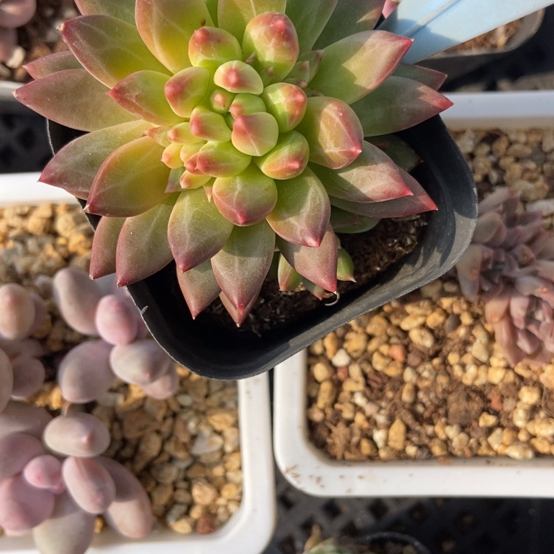 6051陨石多肉植物保护