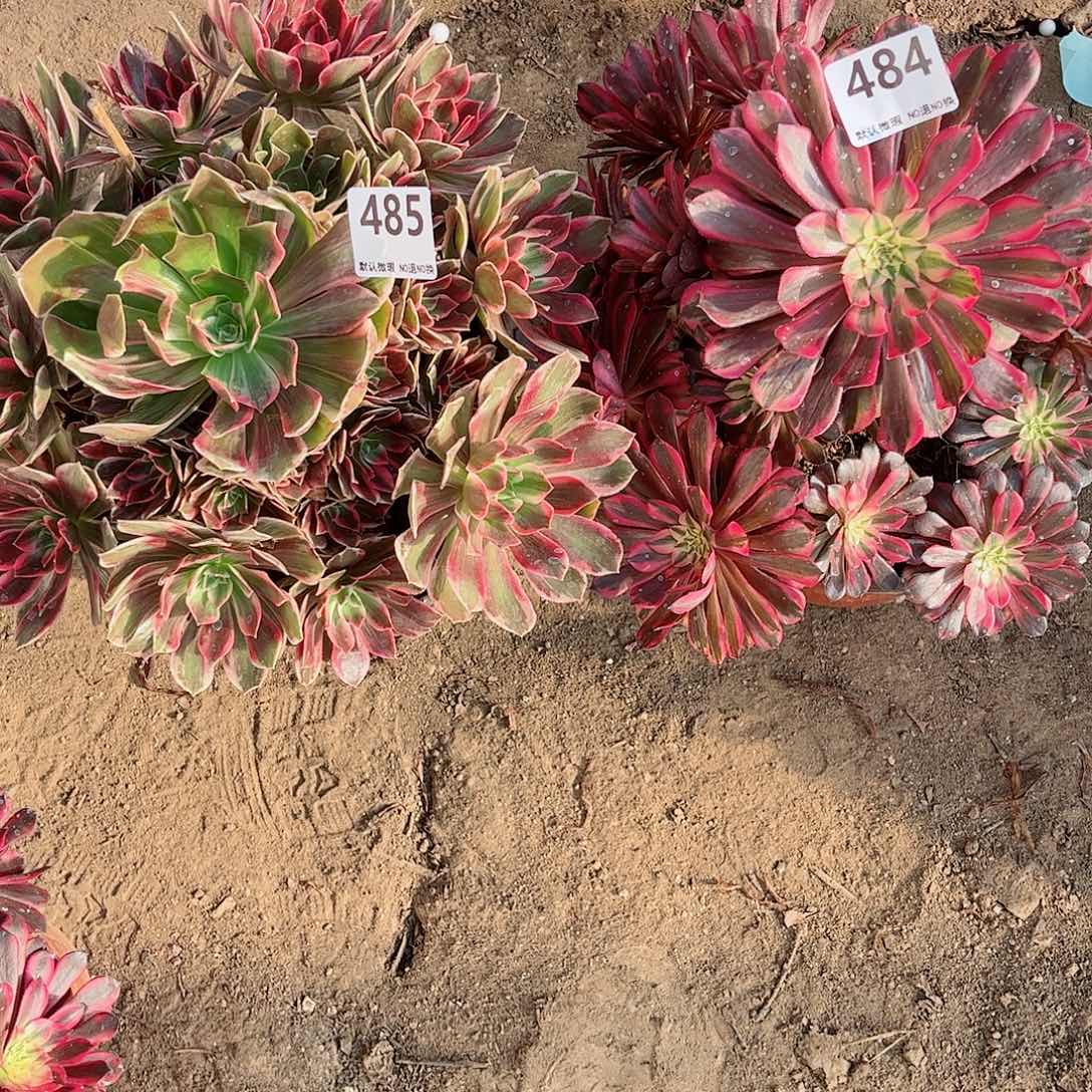 无花朵多肉植物组合485