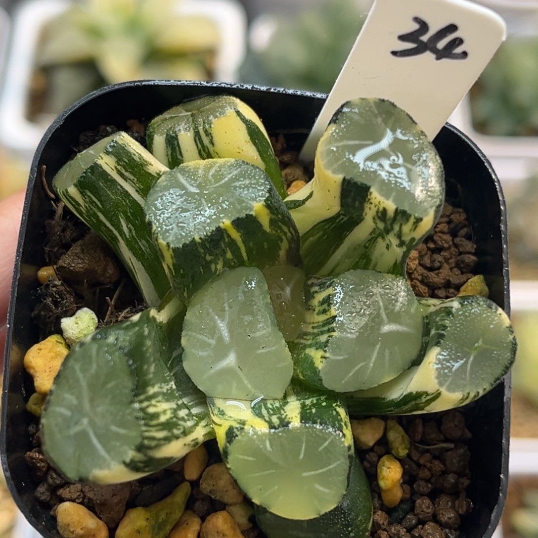 34极上斑玉龙万象锦福利专场