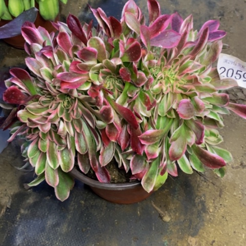 红女巫多肉植物2059