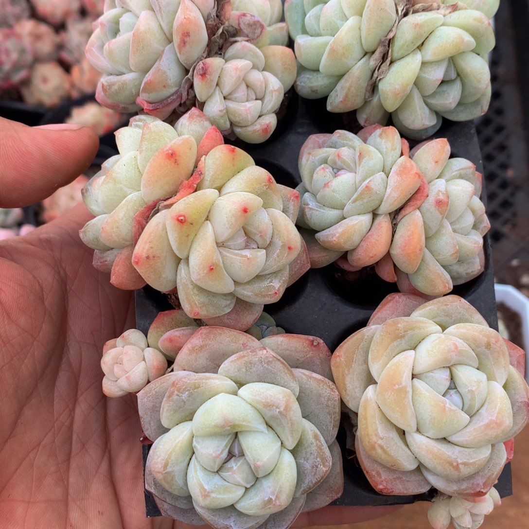 精控冰玉多肉组合一物一拍 