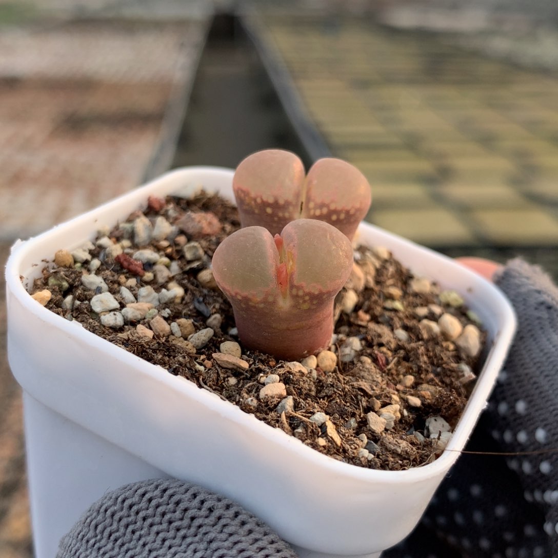 688福利风铃母本