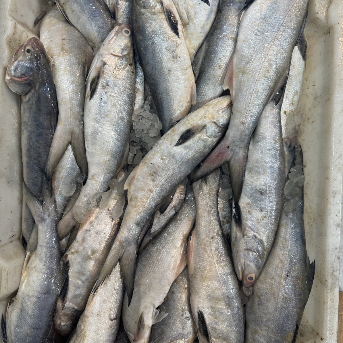 连云港海捕 马友鱼午鱼5斤