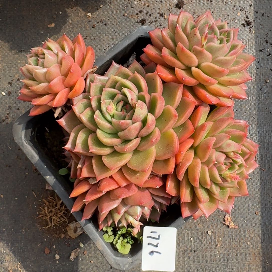 1776新年快乐发发发