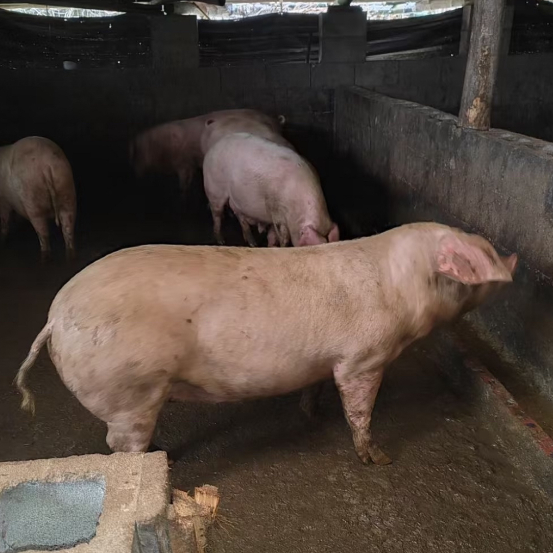 一号农村熟食土猪肉现场称重顺丰包邮