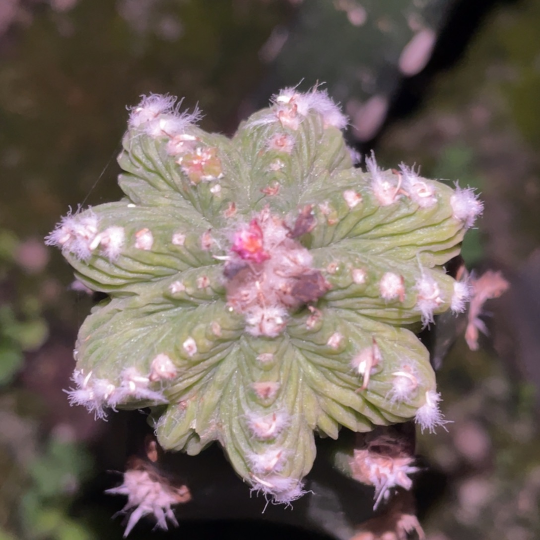 无花朵老花笼 黑刺绣谱接 仙人球
