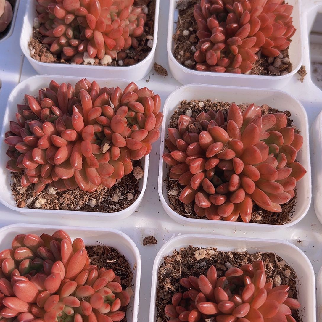红宝石群2颗多肉植物
