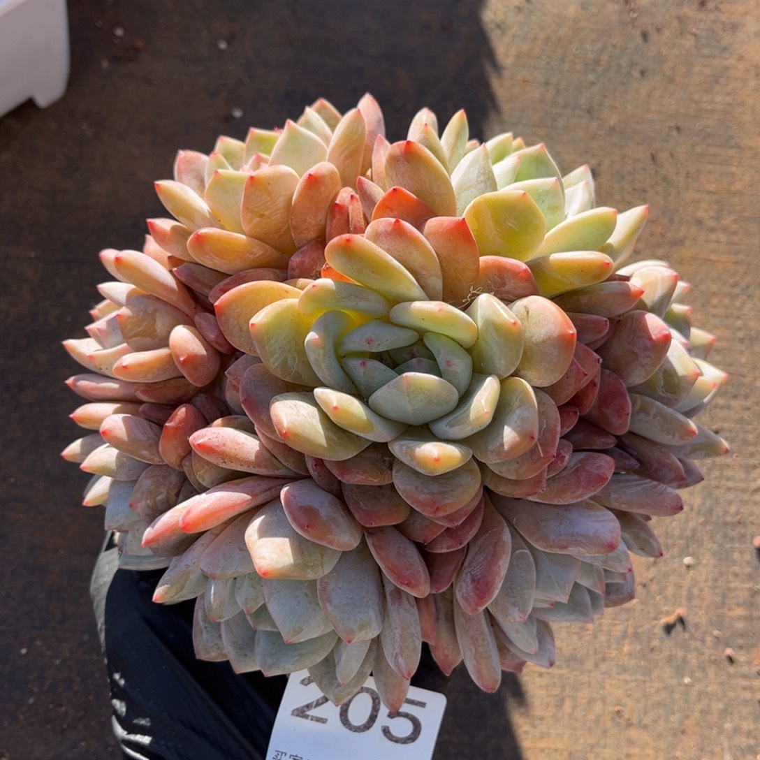 205号新疆西藏内蒙古不包邮