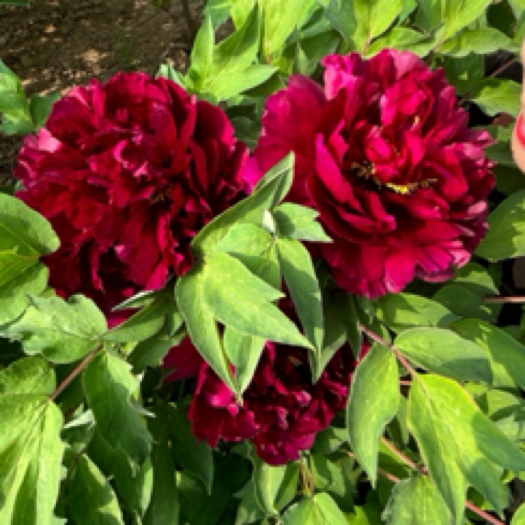 牡丹【黑帅】黑红色重瓣大花可阳台庭院盆栽花卉经典老品