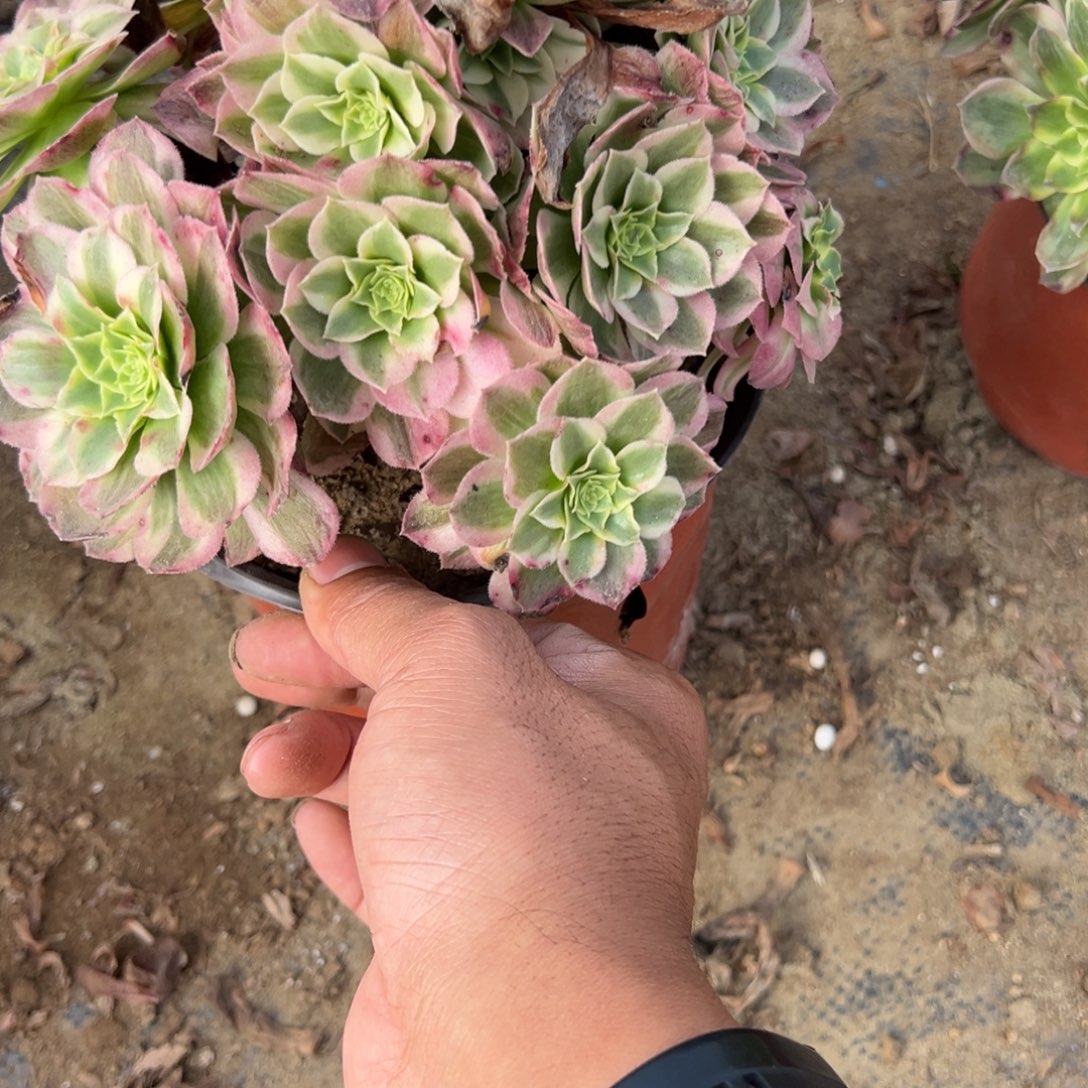 56海仙多肉植物法师