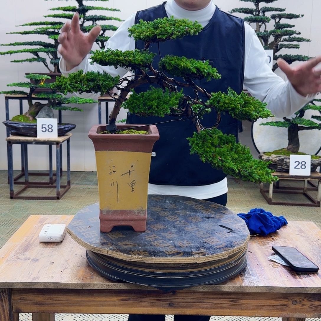 无花朵柏树造型盆景