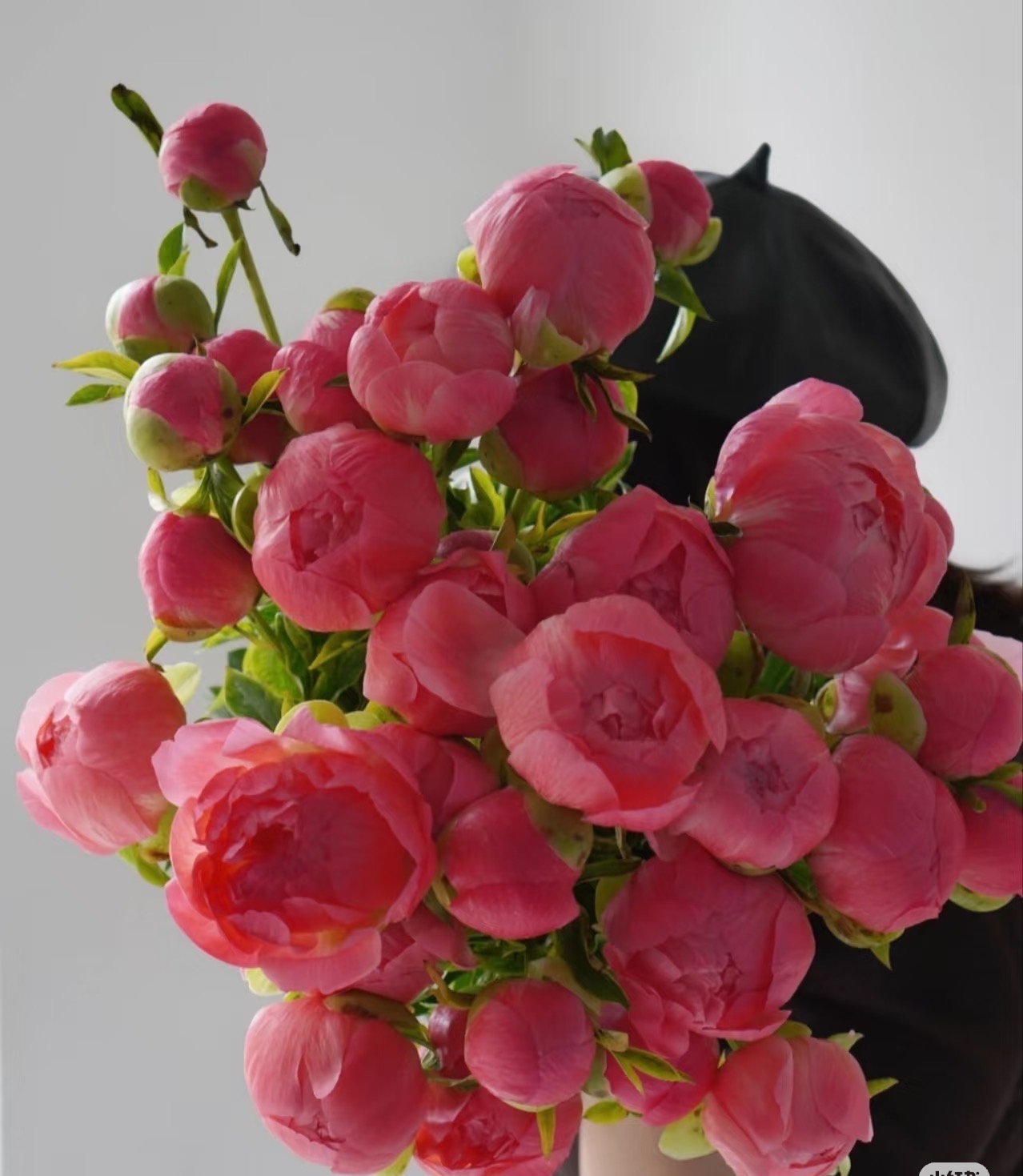 花神降临【夏威夷.珊瑚粉】芍药 梦幻色 温柔又浪漫 菏泽冷链基地