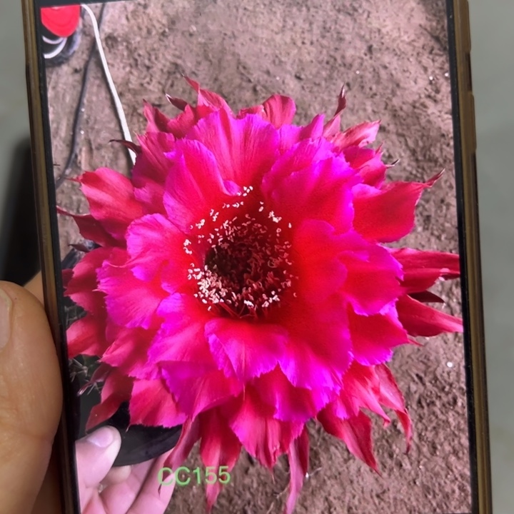 仙人球侧芽歪cc155
