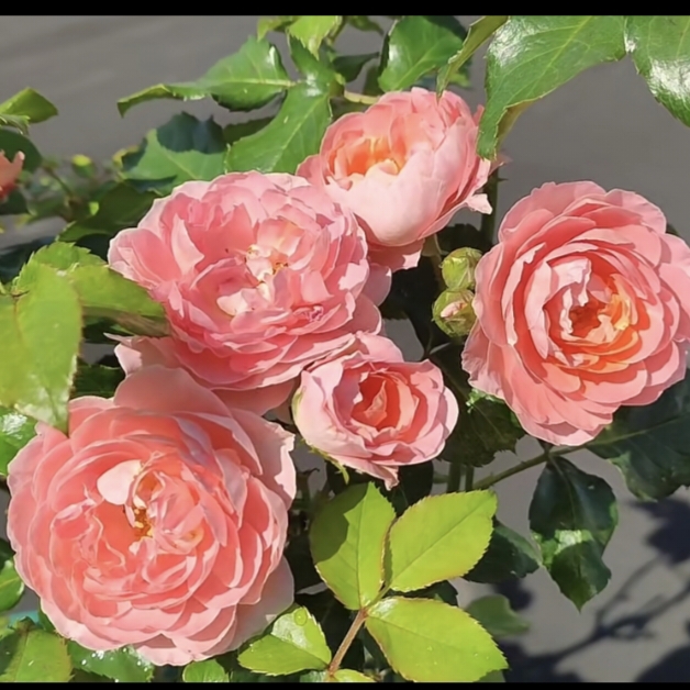 【芳香王 独颗】鳜鱼粉多头耐寒浓香好养护抗病性强花卉绿植盆栽