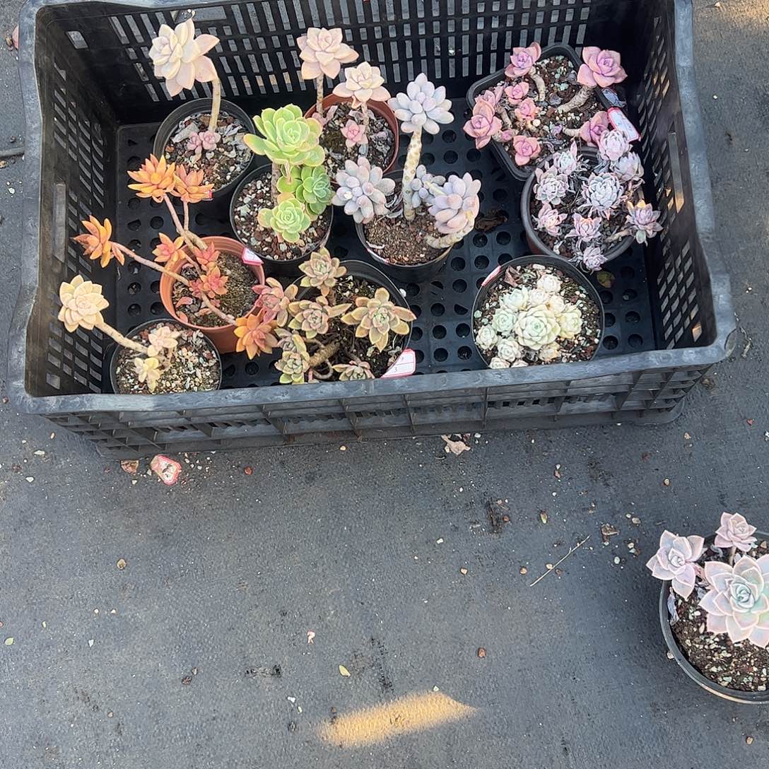 ღ***࿐10颗多肉植物小老桩脱土