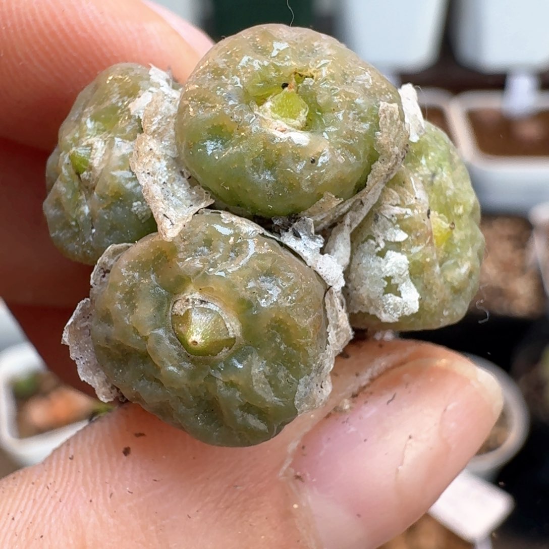 569烧麦四头00000000