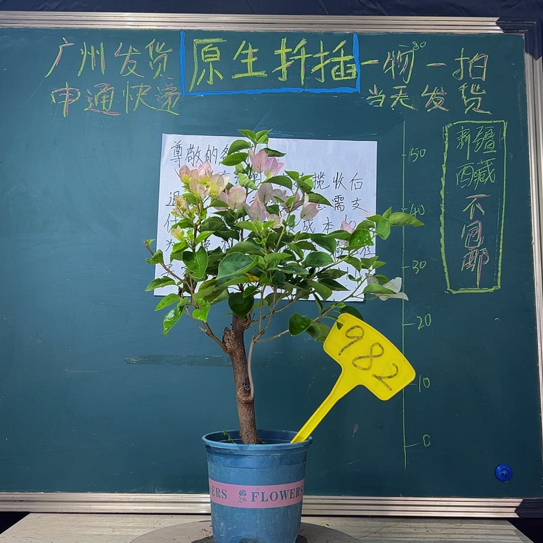 当前无花栽培后可以开花  绿叶五宝  982