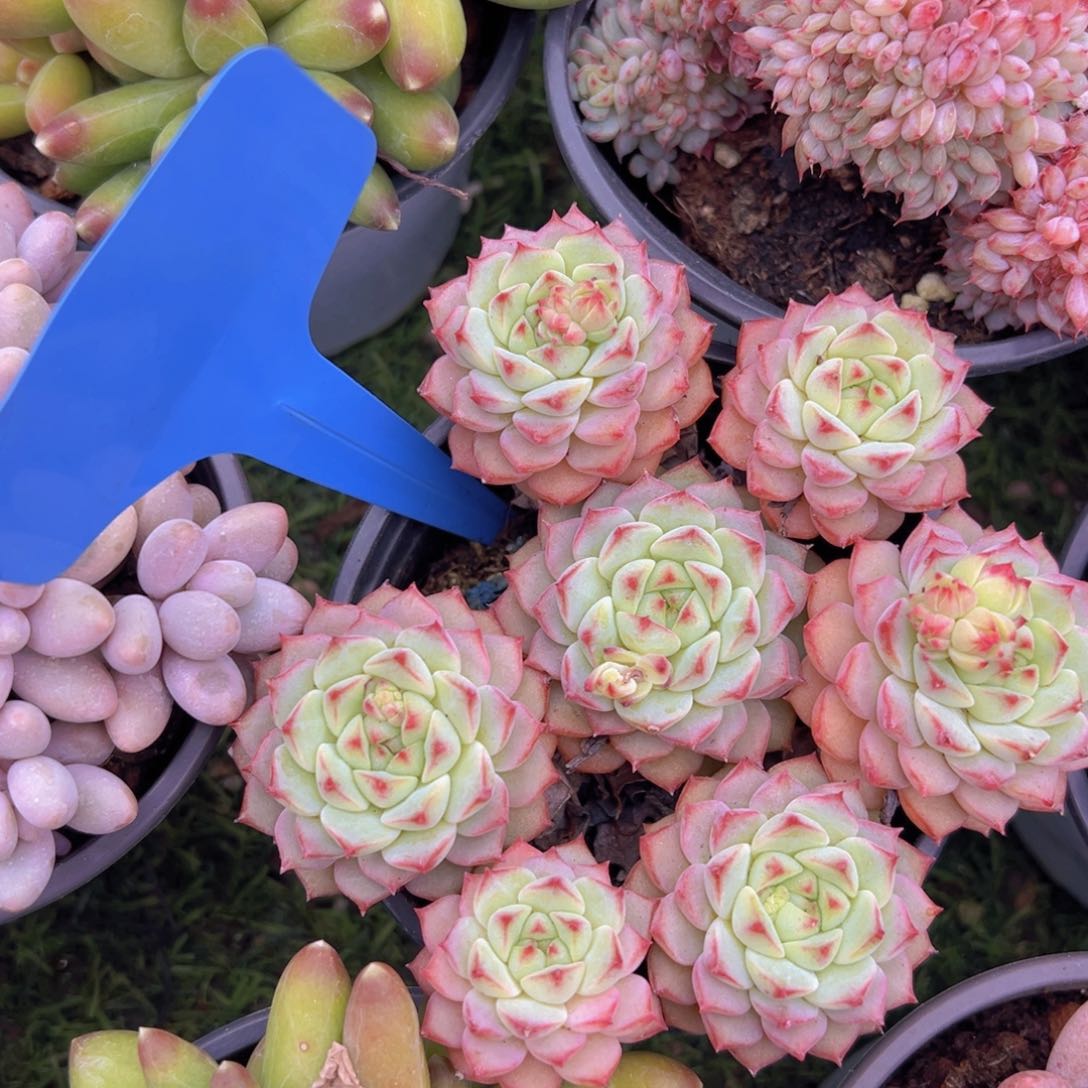 香玉的故事是一个人的故事