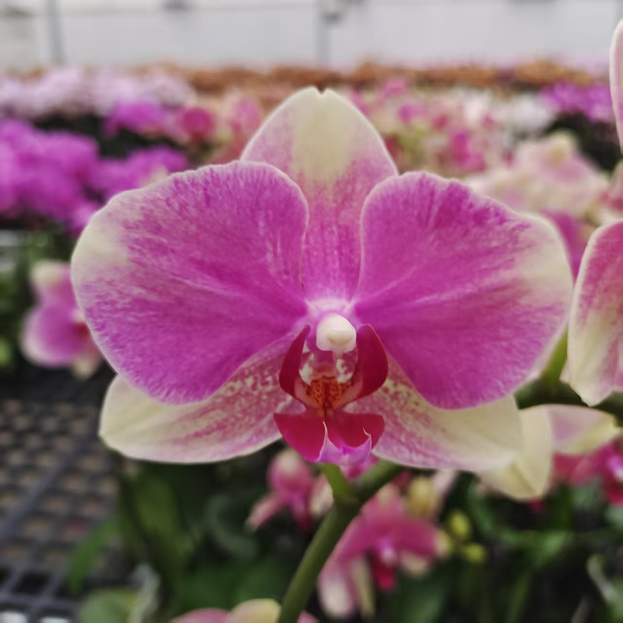 蝴蝶兰【多彩蜜桃】中花型 梦幻浪漫 室内高端花卉 客厅美观