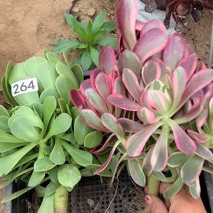 264绿杨蓉➕金丝，缺多肉植物组合2