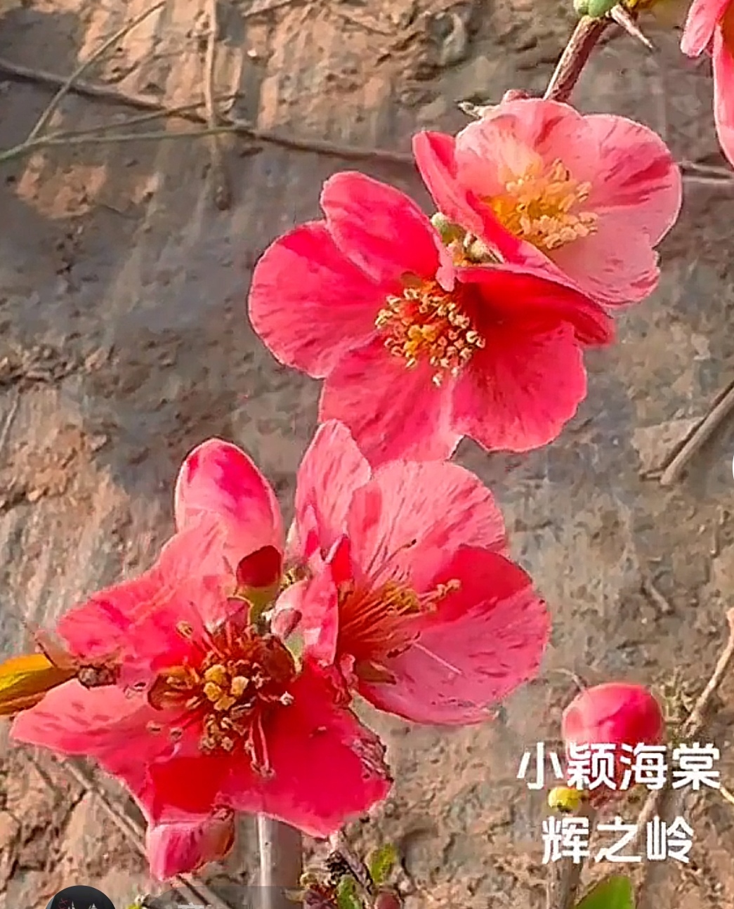 原生辉之岭海棠两年苗