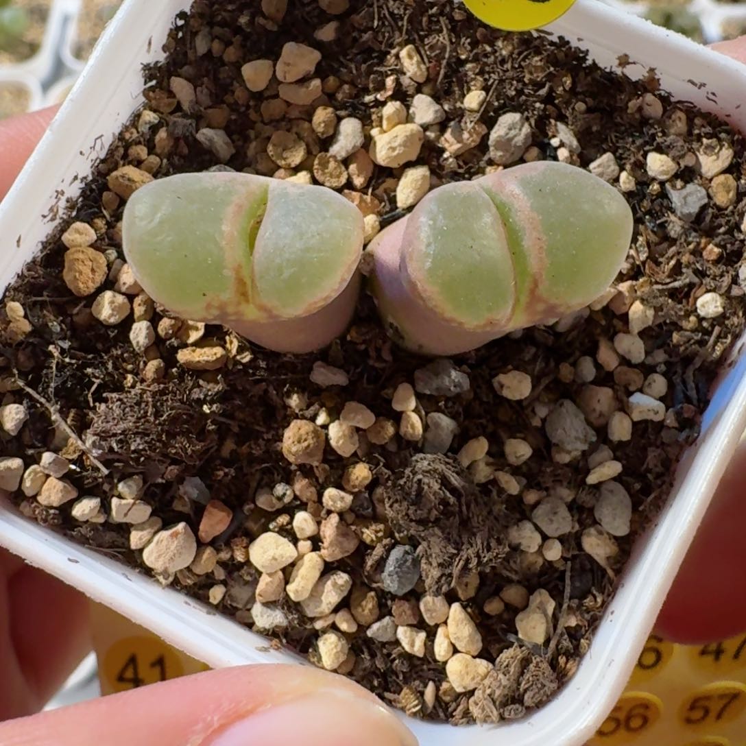 28.......多肉.........