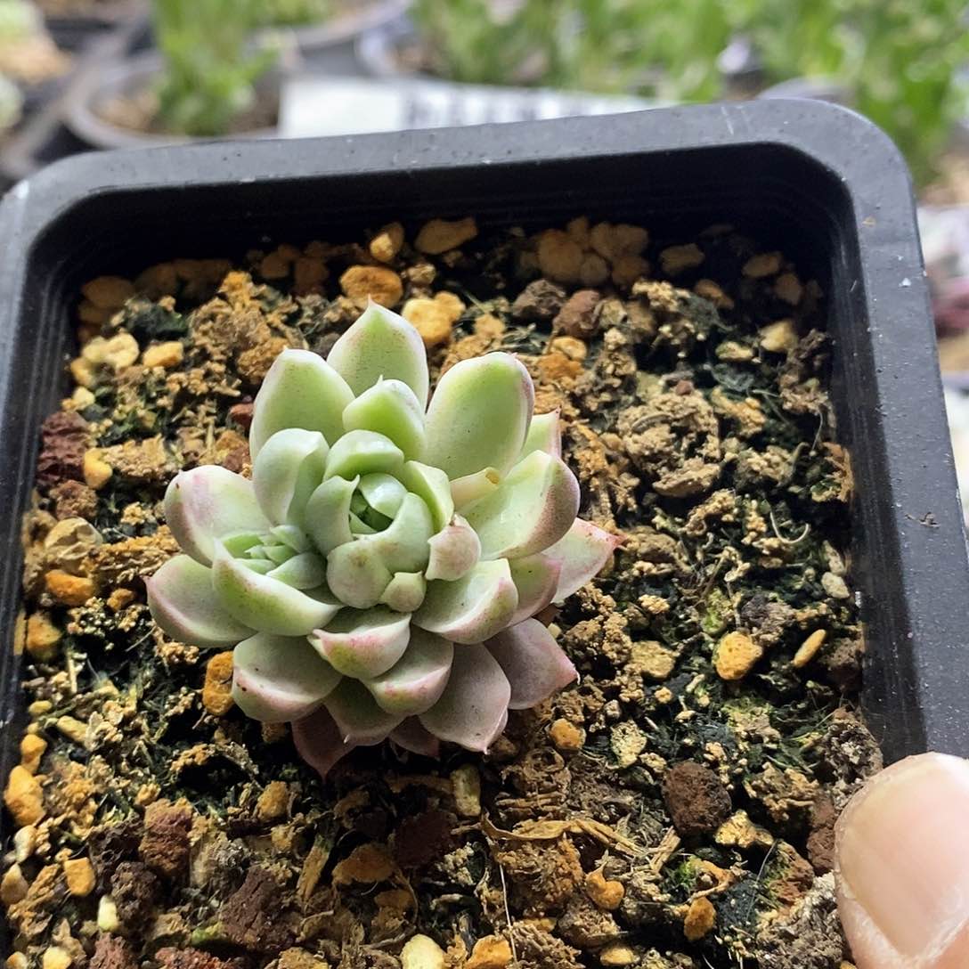 1731玫瑰夫人锦多肉