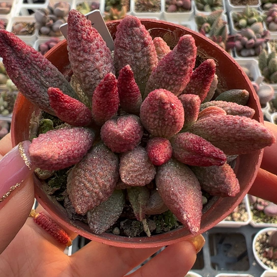 猪尾巴满盆多肉植物水泡