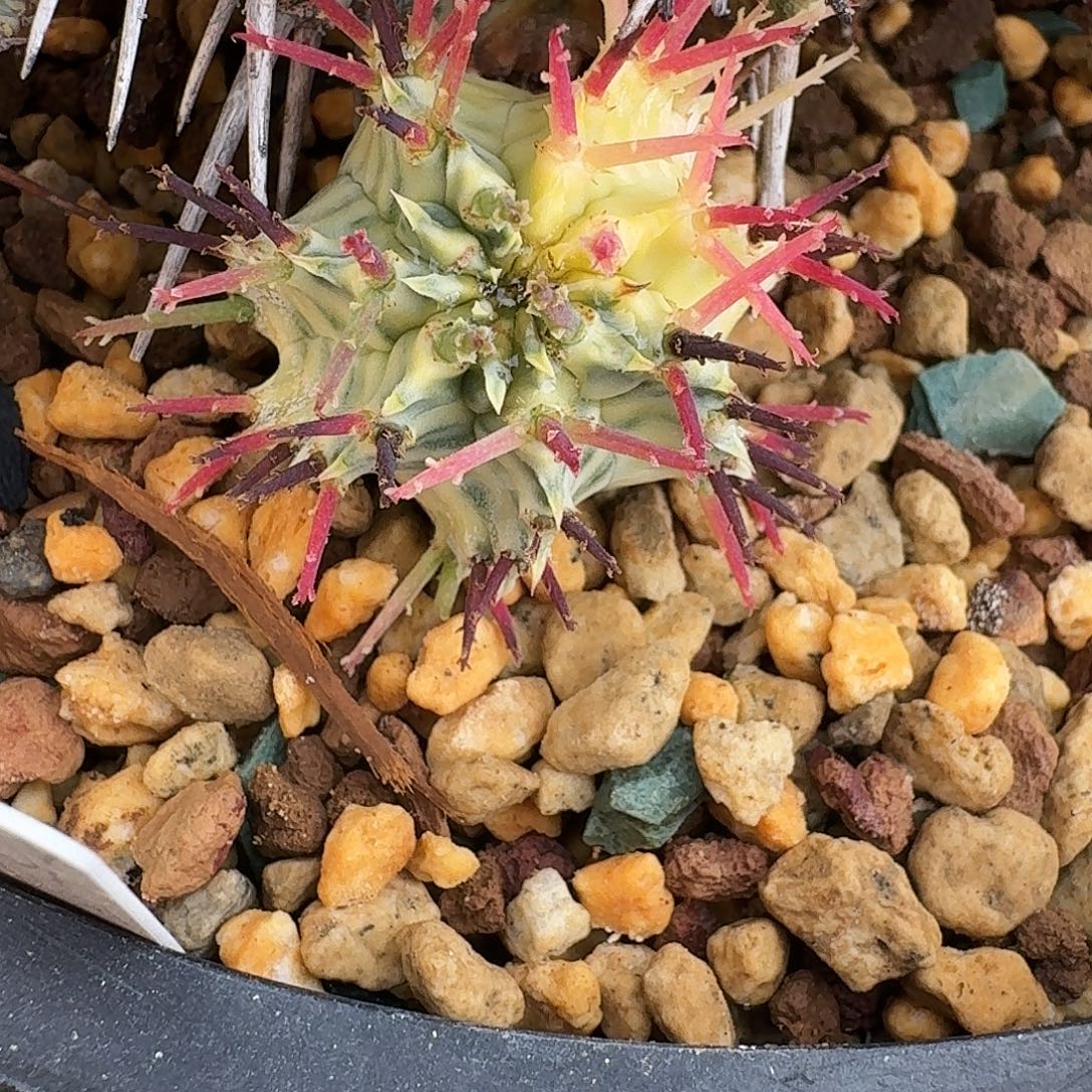 J***y直播间，魁伟玉锦，专拍，