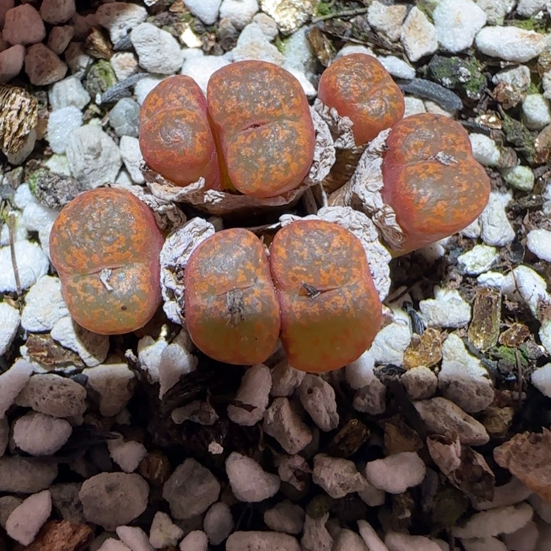 肉锥多肉植物百科-勋章1310