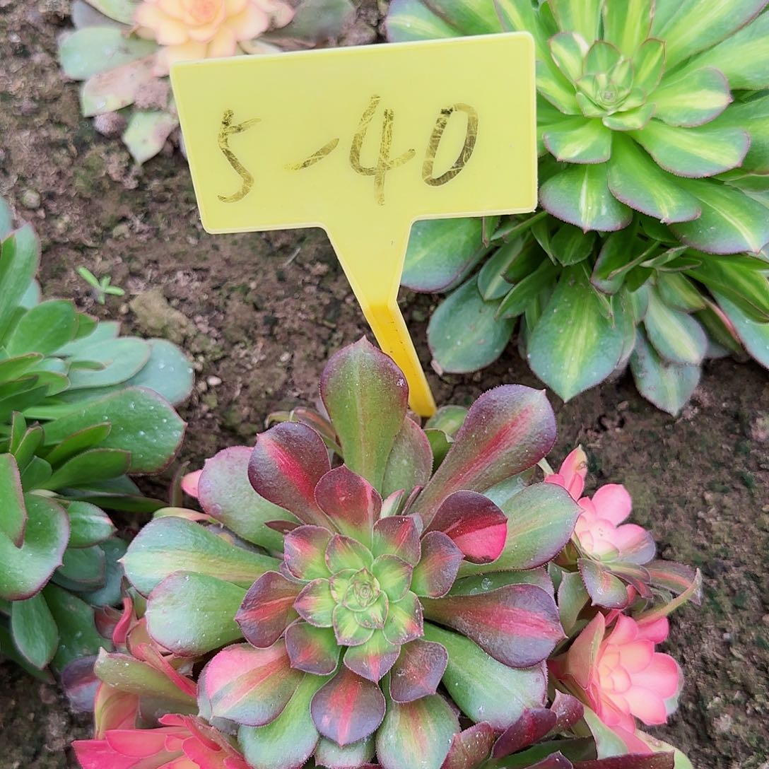 5-40---多头多肉植物