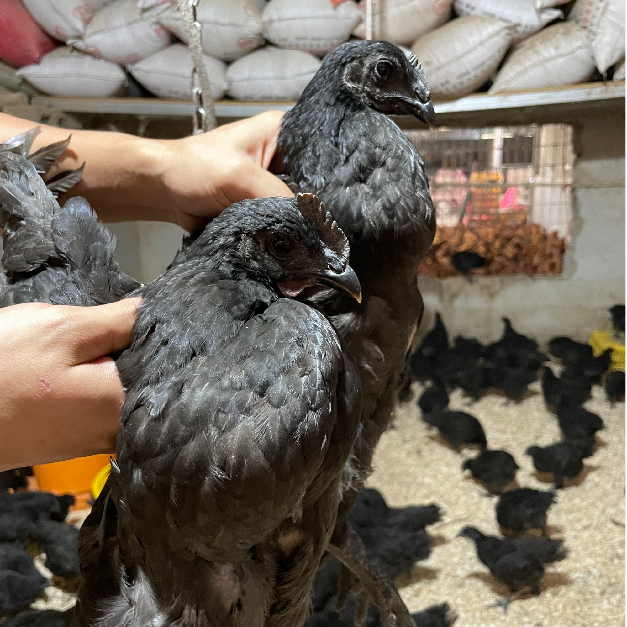 3只五黑鸡（单只2斤发货）绿壳蛋鸡青年脱温乌骨土鸡疫苗齐全活鸡