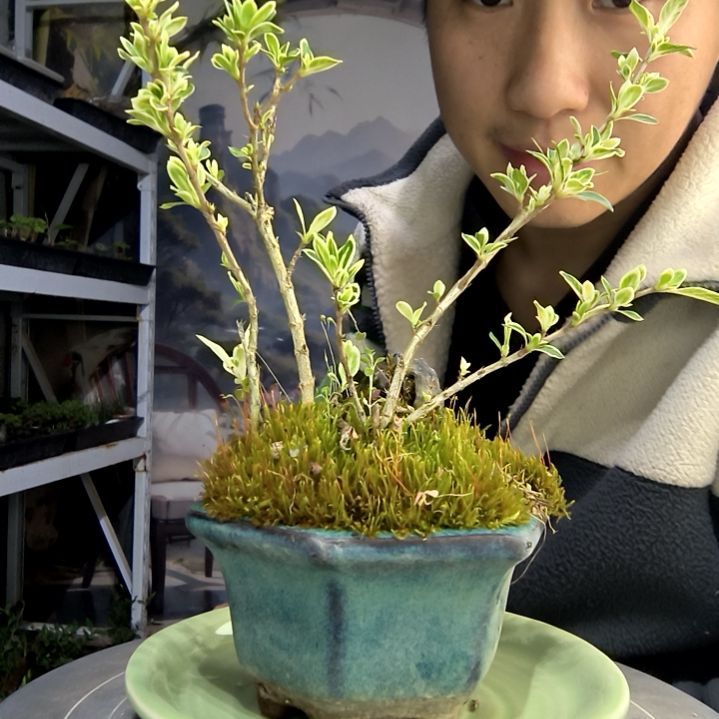 阿***白小盆景小植物一物一拍190