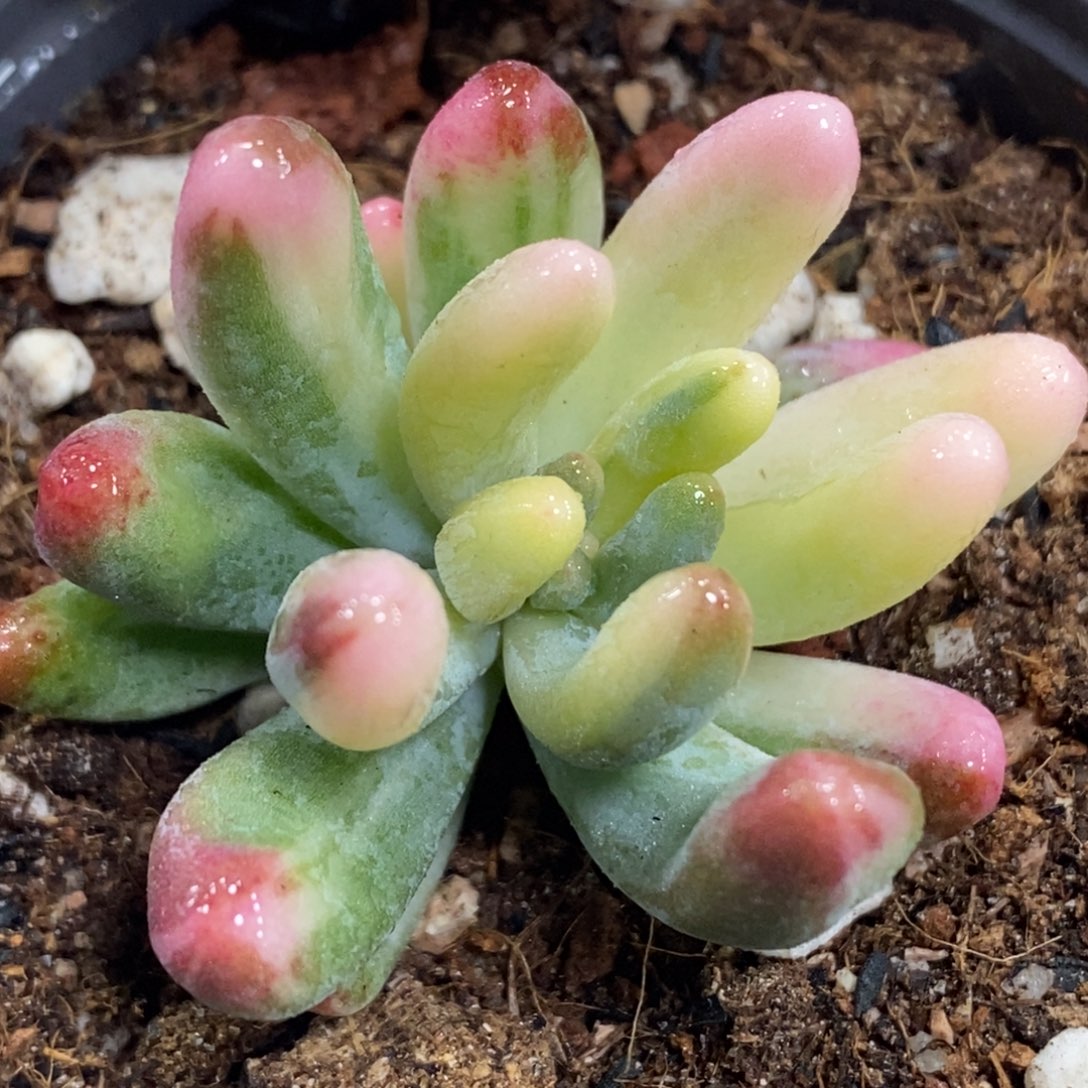 686乙女心锦单头头盖