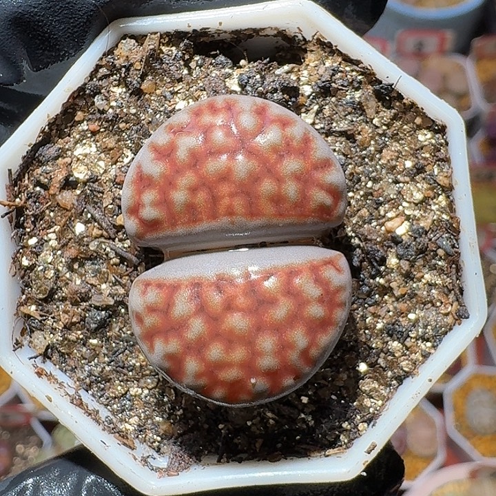 生石花2:：，现在。 6号