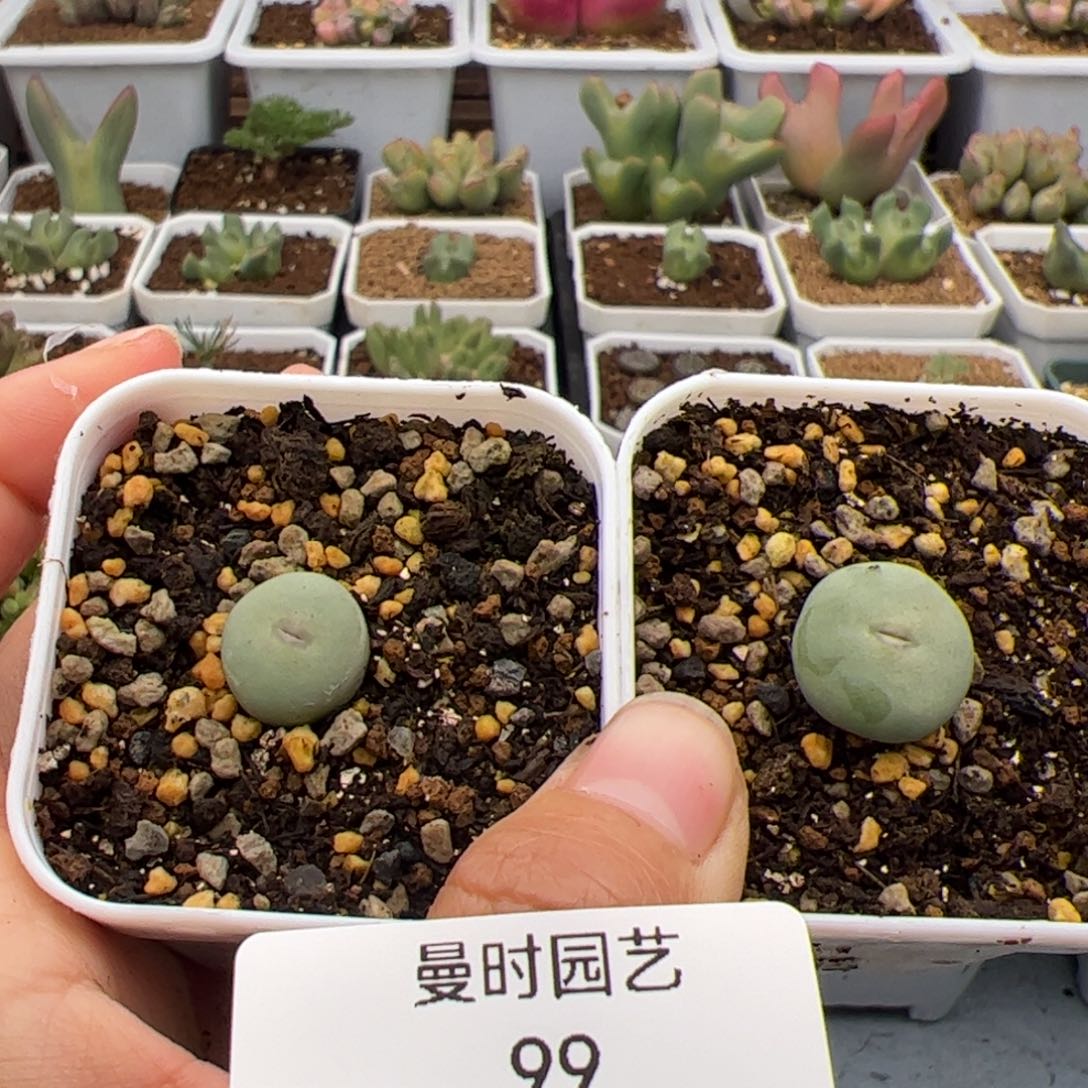 99号嘴3,3多肉植物