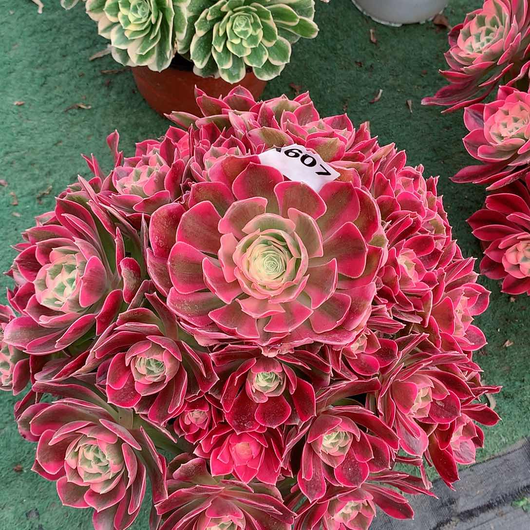 宽*607.粉女郎多肉植物