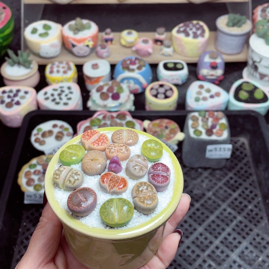 w5360 -零下地区拍保温箱-15支持寄养