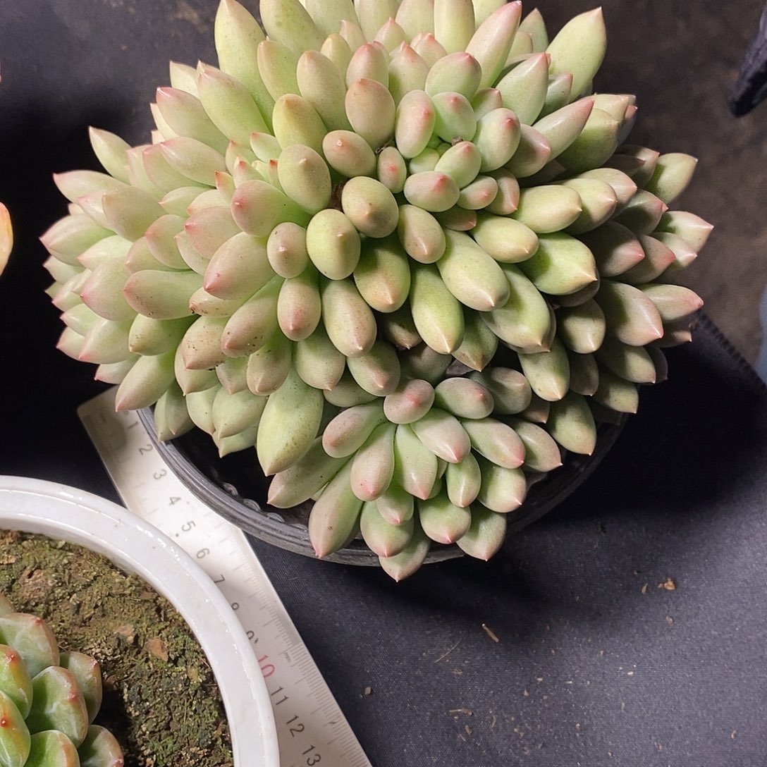 洮***园酸奶多肉 岩子多头