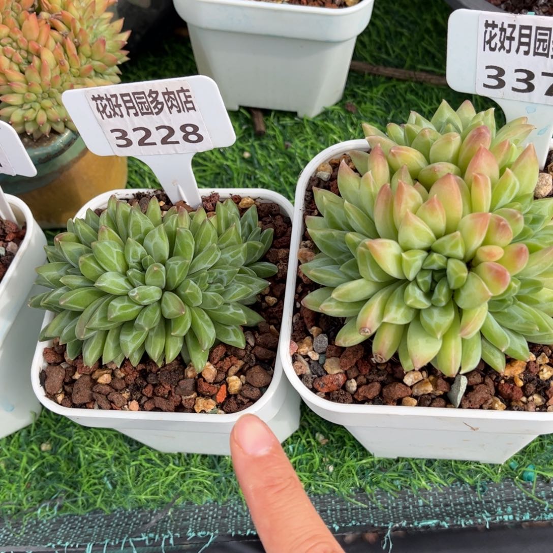 用***5多肉植物3228、3371