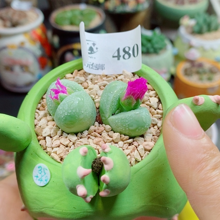 颜***.生石花花花花花花480