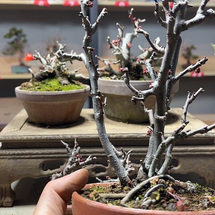 冰***咖无花朵原生长寿冠海棠盆景